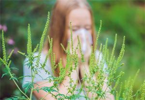 Photo of person sneezing into tissue with ragweed in foreground.
