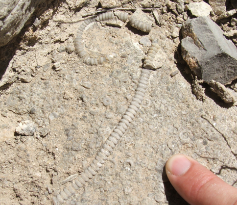 Photograph of a rock called limestone with visible fossils called crinoid