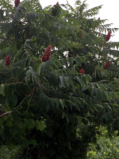 Staghorn sumac tree.