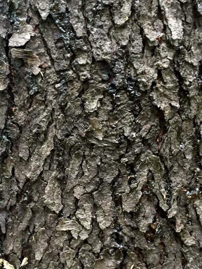 Black cherry bark