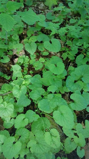 Garlic mustard