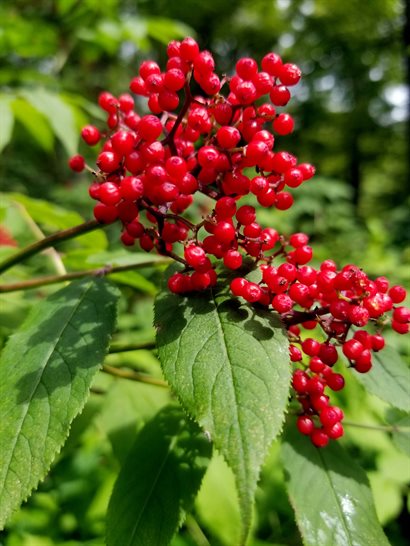 Red elderberry