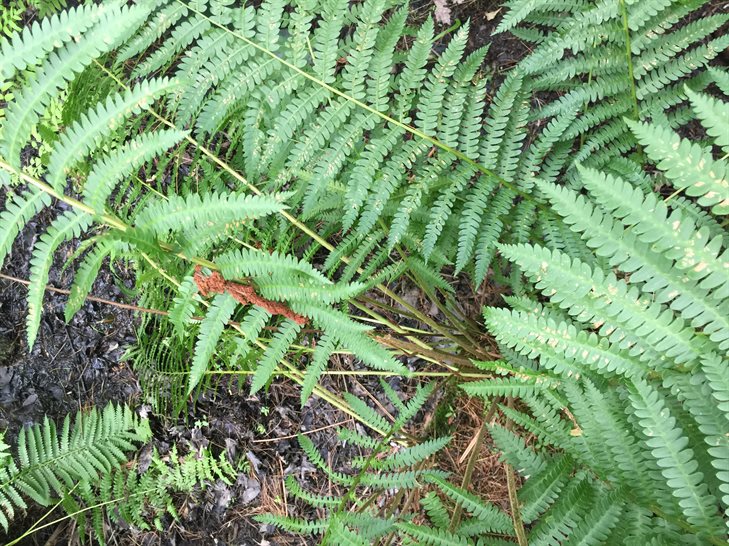 Cinnamon fern