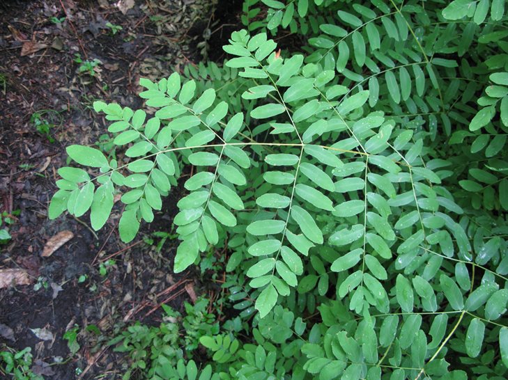 Royal fern