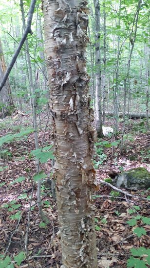 Yellow birch