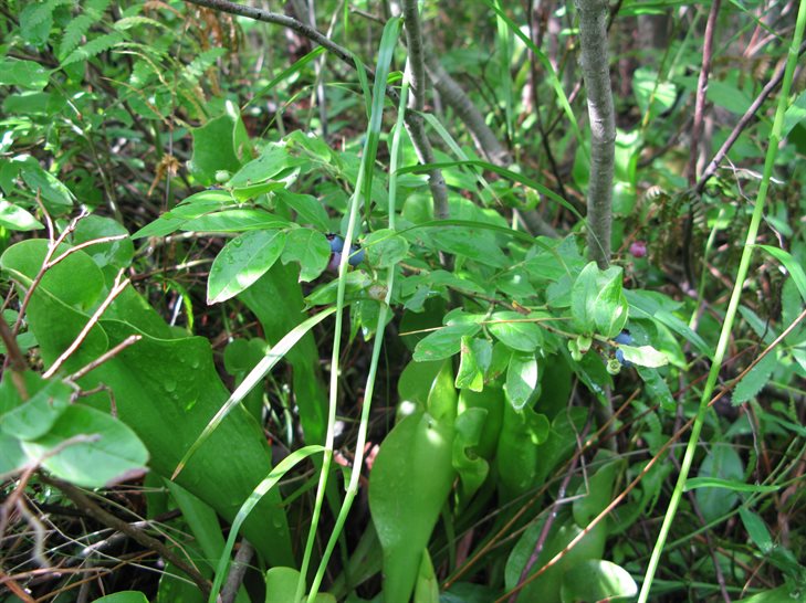 Blueberry and pitcher plants