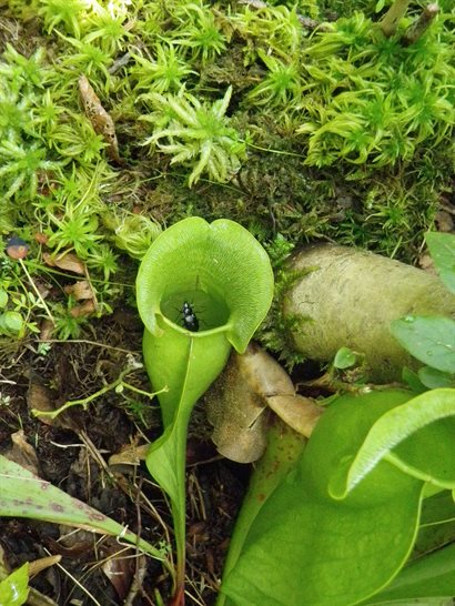 Pitcher plant