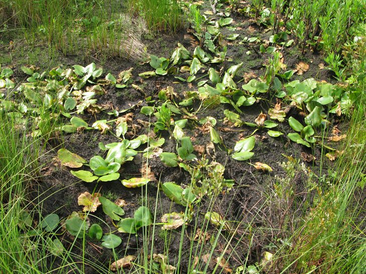 Water lilies