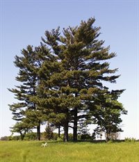 a stand of great white pine trees