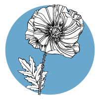 white poppy